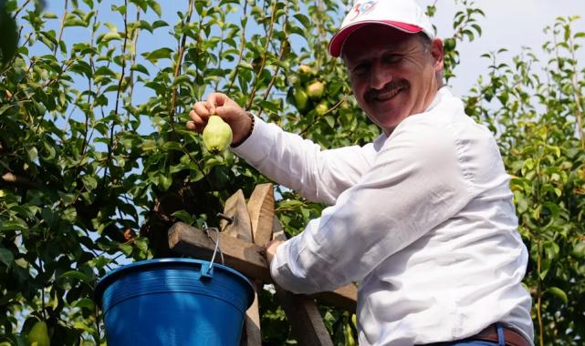 Bursa Gürsu armudunu faydalı böcekler koruyor