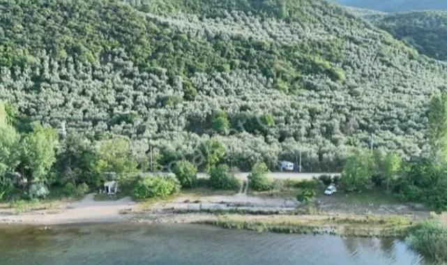 Bursa İznik’in zeytin tarlaları ilçeye renk katıyor