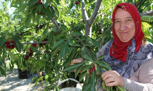 Bursa Keles Kirazı’nda ilk hasat etkinliği