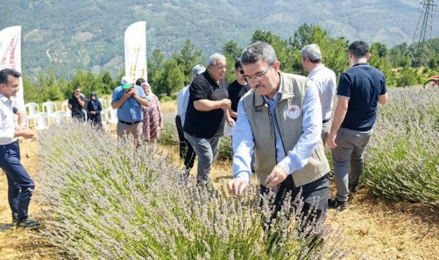 Bursa Orhaneli lavanta kokuyor