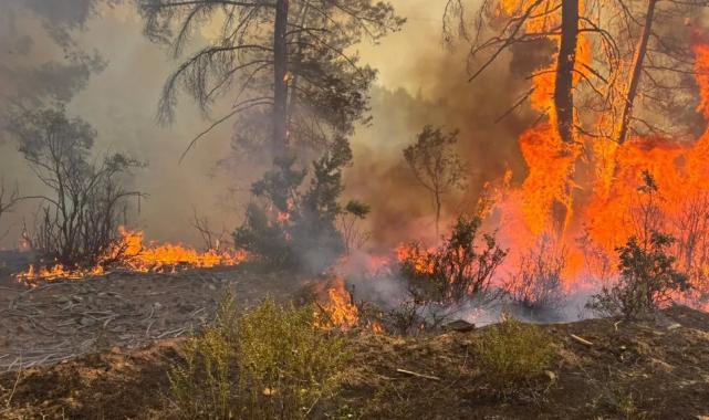 Bursa Orhaneli’deki orman yangını kontrol altında