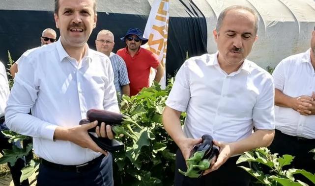 Bursa’da patlıcan hasadı başladı