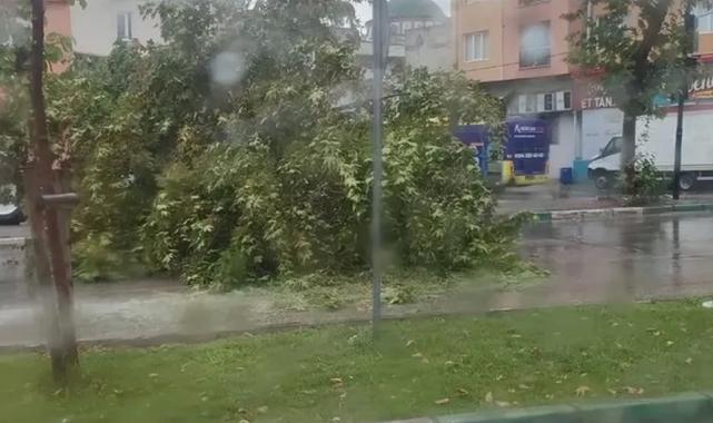 Bursa’da şiddetli yağış ağacı devirdi