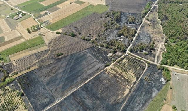 Bursa’dan yangın sonrası ‘yeniden yeşillendirelim’ çağrısı