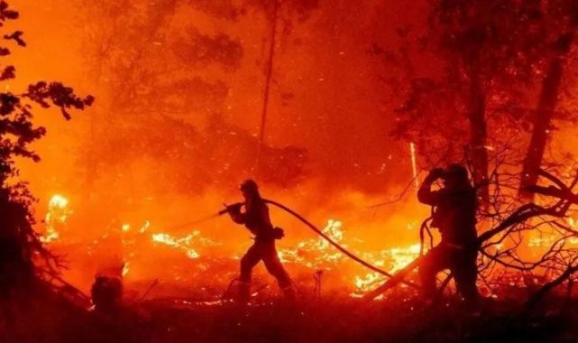 Çam ağaçları yangın sırasında daha çabuk tutuşuyor