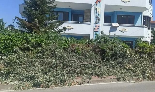 Çamlıca Mahallesi’nde kesilen ağaçlar trafiği engelliyor