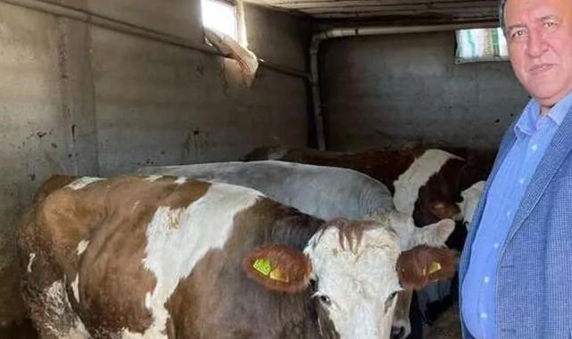 CHP’li vekil Gürer: Ağustos’ta süt krizi yaşanmasın!