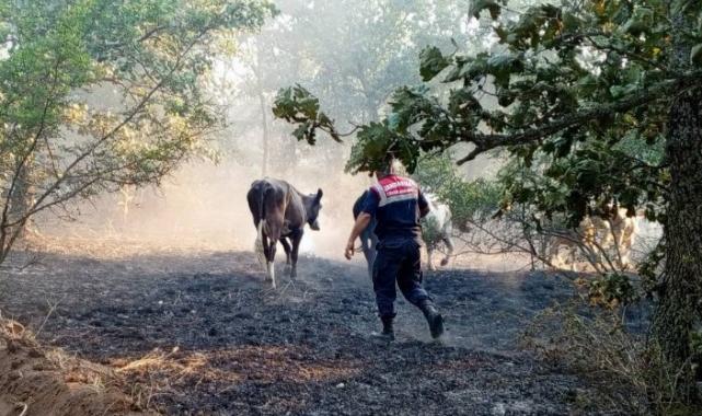 Edirne Jandarma, Lalapaşa’da yangında hayvanları kurtardı