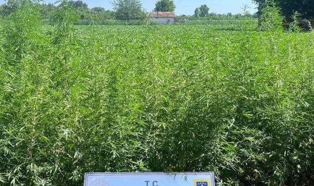 Edirne Jandarması’ndan 6 bin kök kenevir!