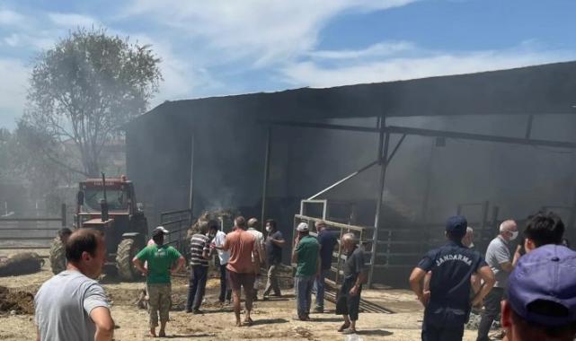 Edirne’deki yangında çok sayıda büyükbaş telef oldu