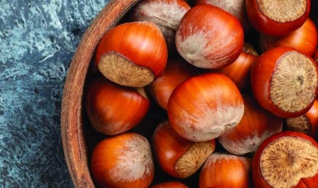 Fındıkta hasat vakti.. Türk fındığı artık bir dünya ürünü