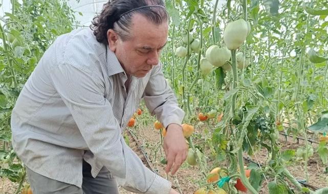 Hobi amaçlı kurduğu serada kavun boyunda domates üretiyor