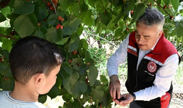 İzmir Tire’de karadut hasadı