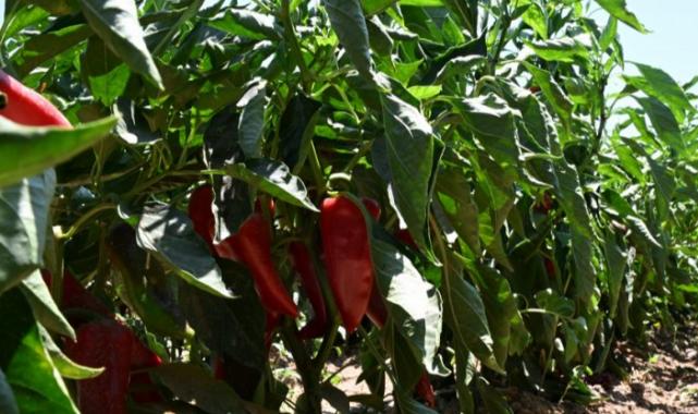 İzmir Torbalı’da coğrafi tescilli Arslanlar Biberi’ne büyük ilgi