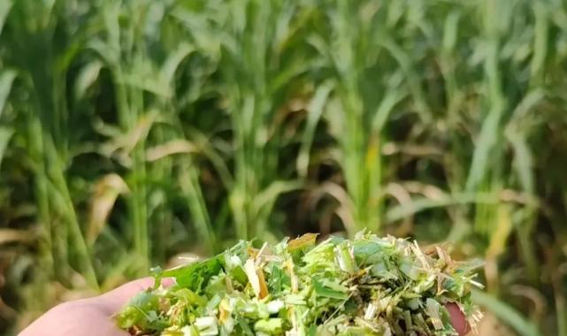 İzmir’de sorgum-sudan otu hasadı başladı