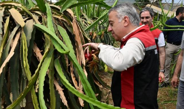 İzmir’in tarımsal çeşitliliğine Ejder Meyvesi katkısı