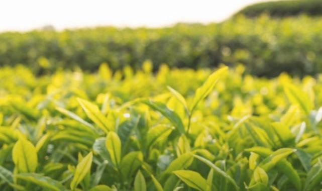 Kaliteli çay yaprağında budama oranı düşürüldü