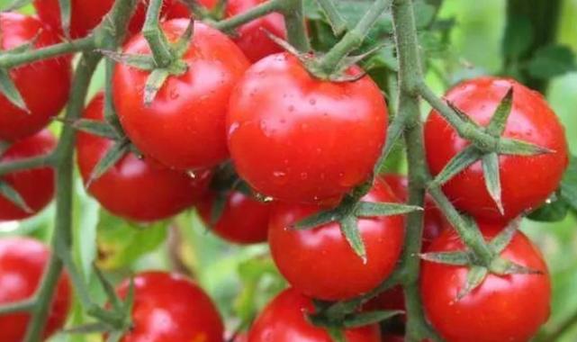 Kanser savaşçısı domates, aynı zamanda kalp dostu