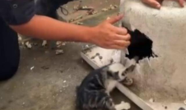 Kayseri’de yaramaz kediye itfaiyeden şefkat eli