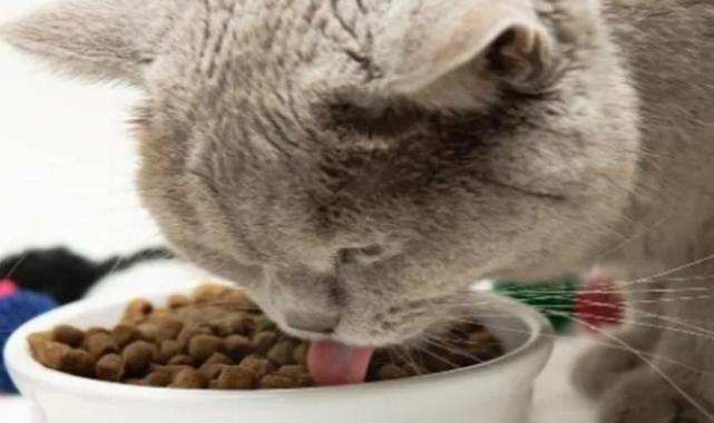 Kedi mamaları cep yakıyor, yaş mama hayal oldu