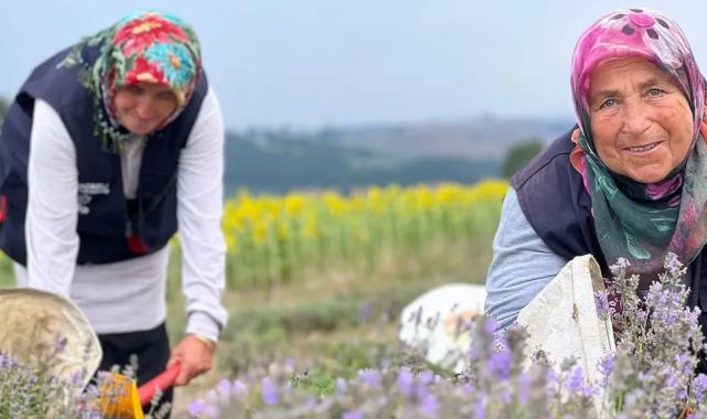 Kocaeli’de mor tarlalarda lavanta hasadı başladı