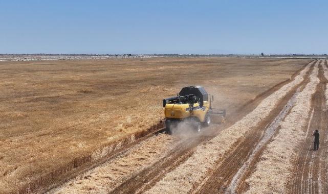 Konya’da susuz tarımla yetişen yerli buğdayın hasadını yapıldı