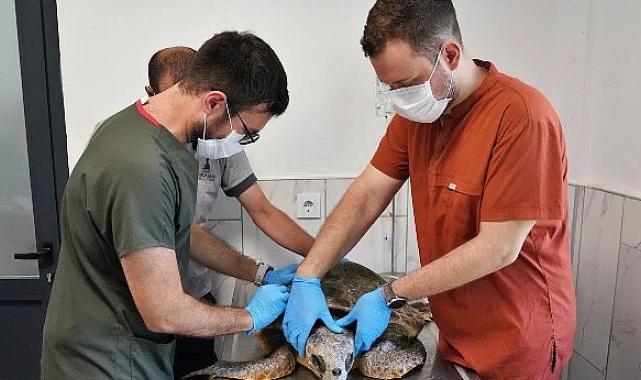 Körfez’deki yaralı Caretta carettaya yardım eli