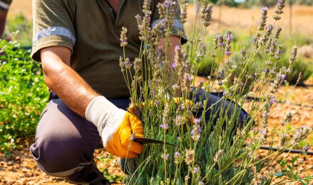 Milas Belediyesi lavanta hasadı gerçekleştirdi
