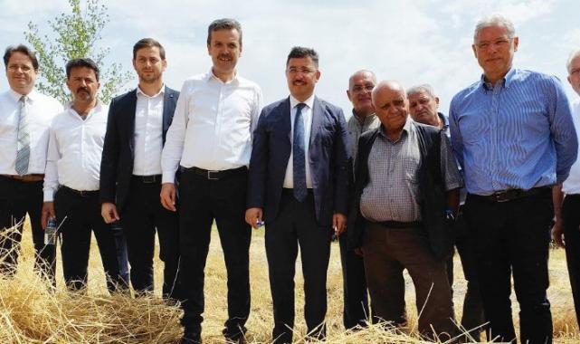 Mudanya’da yeni çeşit buğdaylara hasat