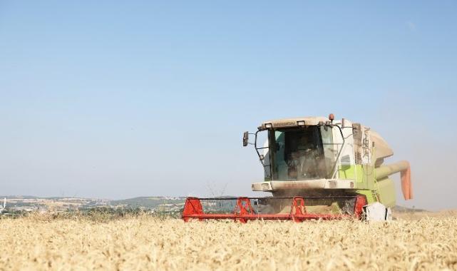 Nilüfer’de yerel tohumdan üretilen buğday hasadı başladı