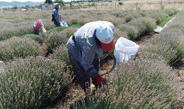 Siğilli Lavanta Bahçesi’nde 4.hasat dönemi başladı