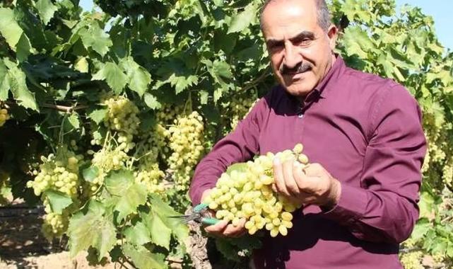 Sofralık üzüm 25’inde ihracat yolcusu