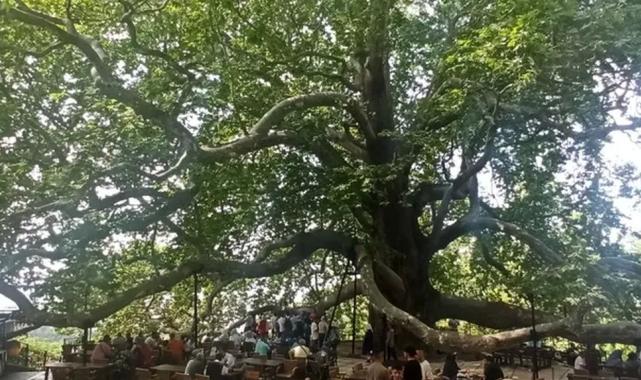 Tarihi İnkaya Çınarı turistler tarafından yoğun ilgi görüyor