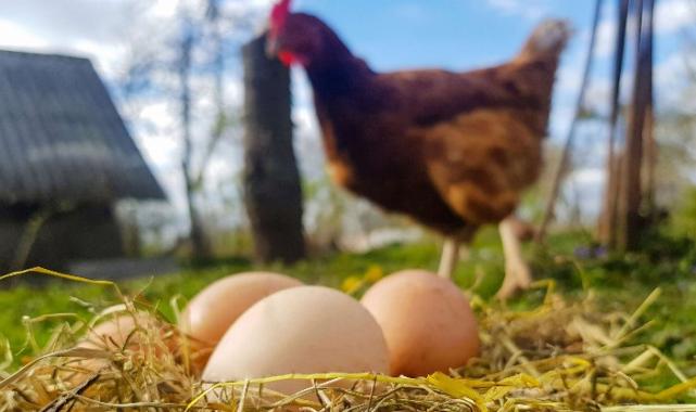 Tavuk eti ve yumurta üretimi artışta