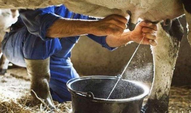 Ticari süt işletmeleri milyon tonu aşkın inek sütü topladı