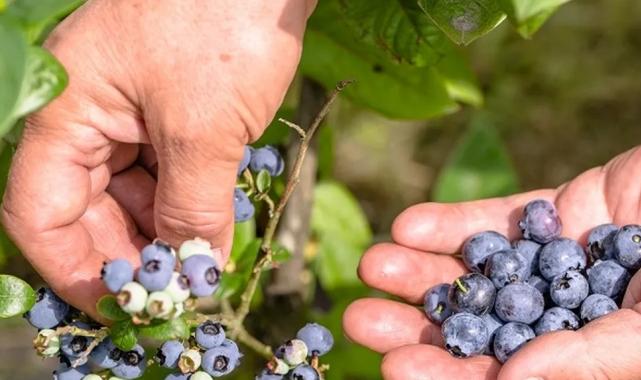 Tropikal meyve ihracatı yüzde 12 arttı