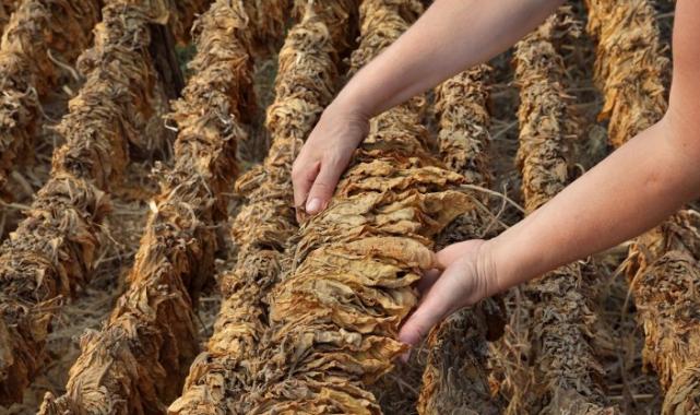 Yaprak tütün ihracatı yüzde 21 arttı