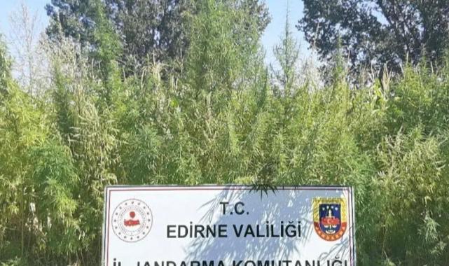 160 bin kök kenevir imha edildi