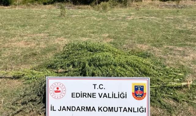 300 kök kenevir ele geçirildi