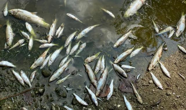 Aşırı sıcaklar Bursa Yenişehir’de balıkları da vurdu