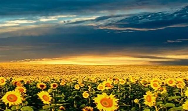 Ayçiçeği ön alım fiyatı belli oldu