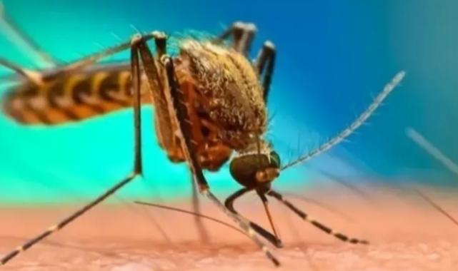 Batı Nil vakalarına dair bilinenler…