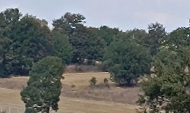 Bilecik Pazaryeri’nde orman yangını kontrol altında