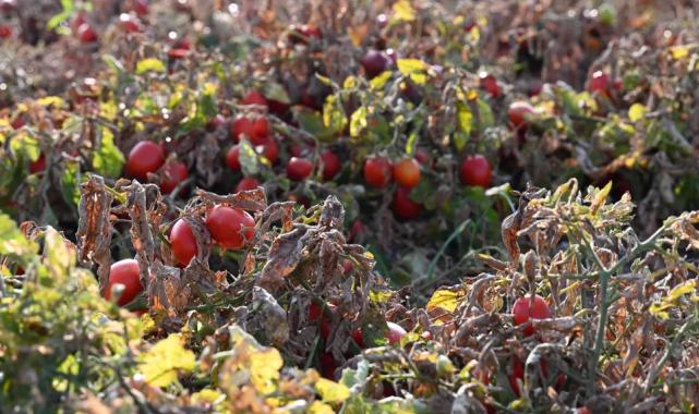 Bursa Karacabey’de Başkan Karabatı’dan çiftçiye destek