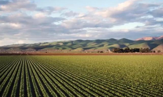 Bursa, tarım alanında nereye gidiyor?