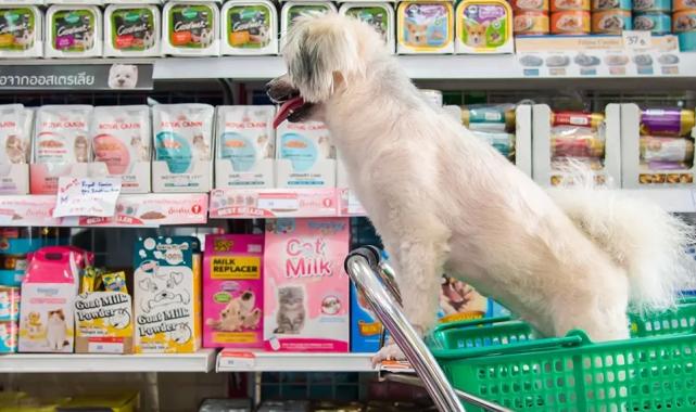 Bursa’da izinsiz petshoplara sıkı denetim