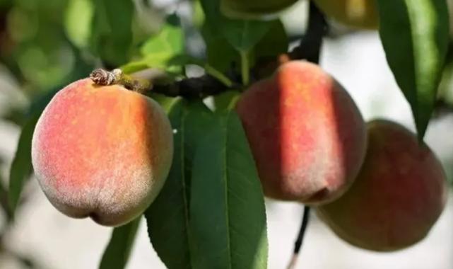 Bursa’da şeftali sezonu devam ediyor