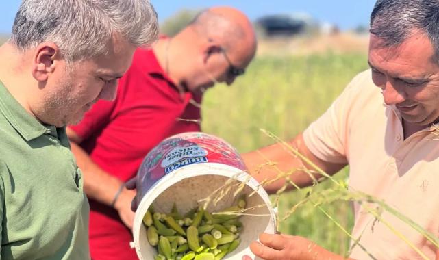 Canbey’den Balıkesir’de bamya hasadı