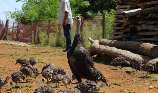 Çiftçiye Hindi dopingi