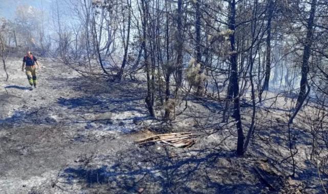 Düzce Yığılca’da çıkan yangına müdahale ediliyor 